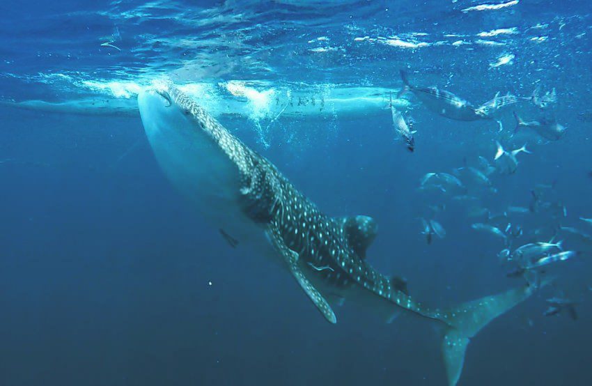 Diving with Whale Sharks